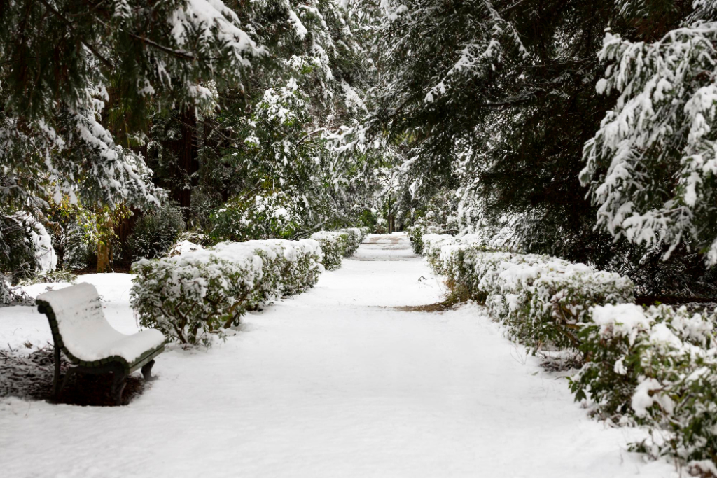 How to Care for Your Yard in the Winter?